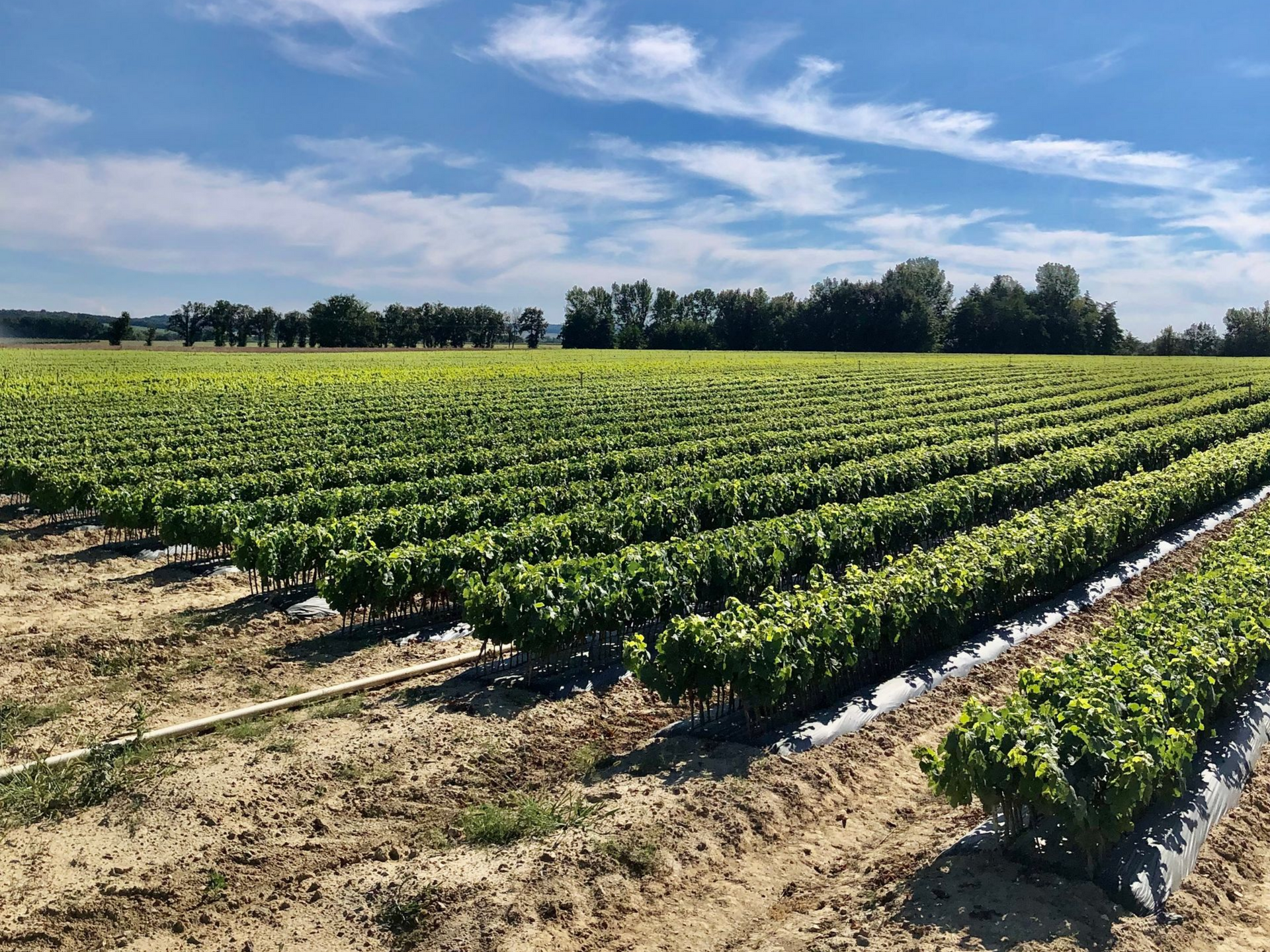 Rangées de pleins de plants rouges cultivés