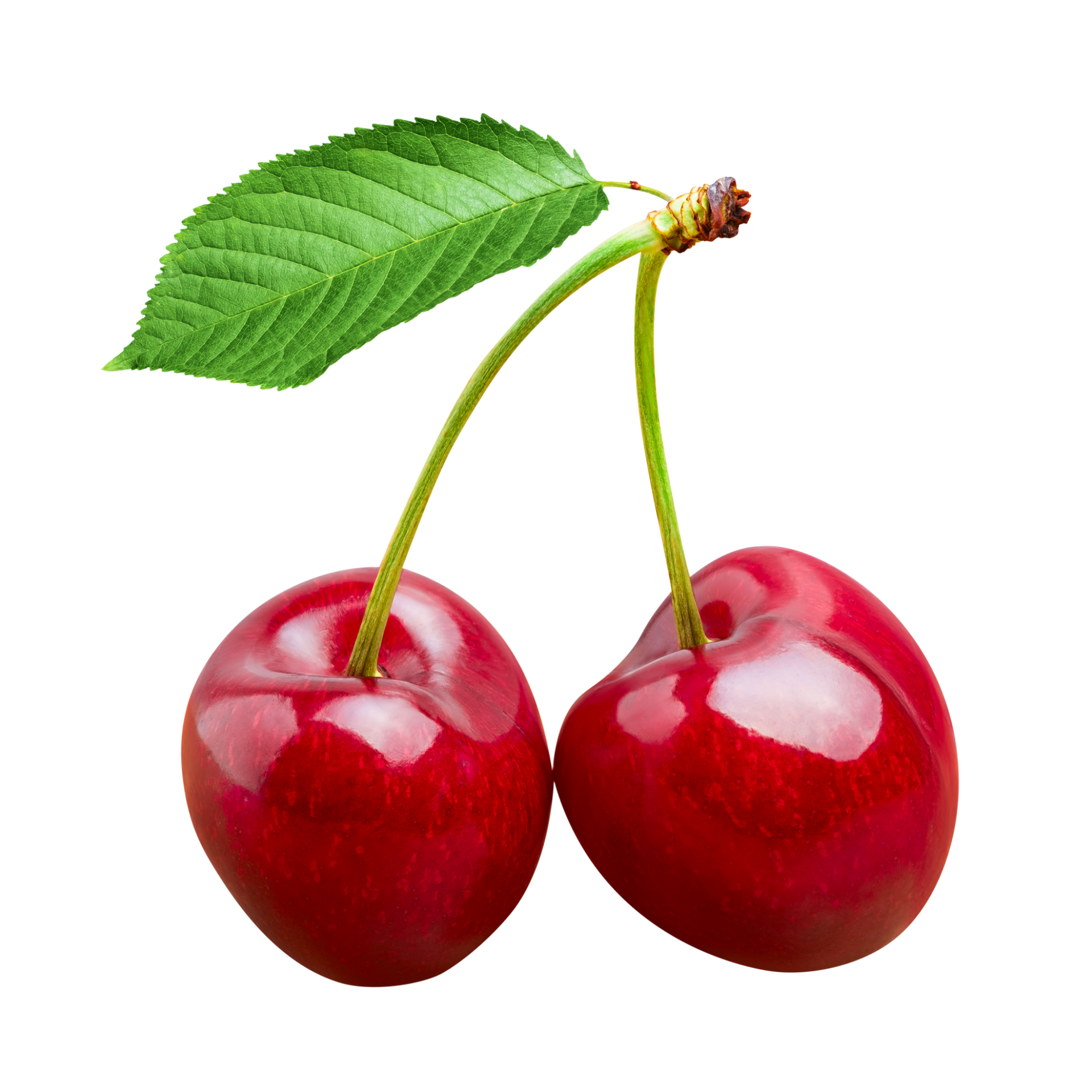 Deux cerises rouge vif à tiges vertes et une seule feuille verte sur fond blanc.