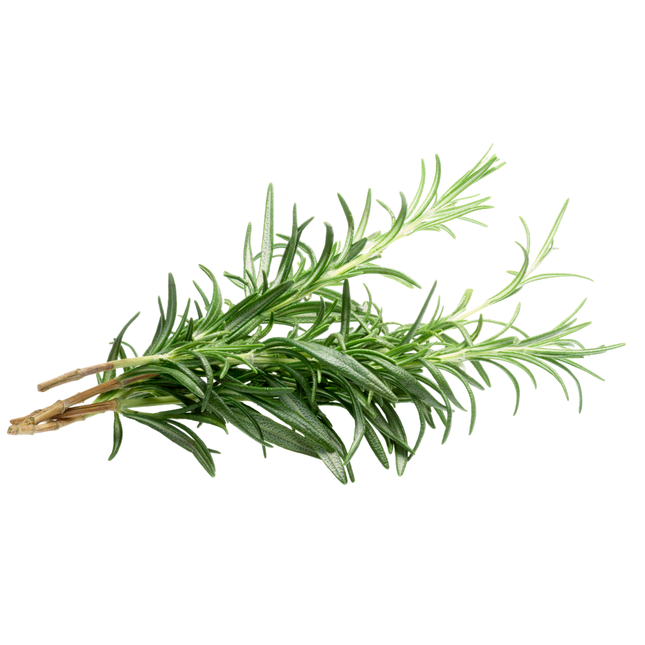 Un brin de romarin frais et vert sur fond blanc uni.