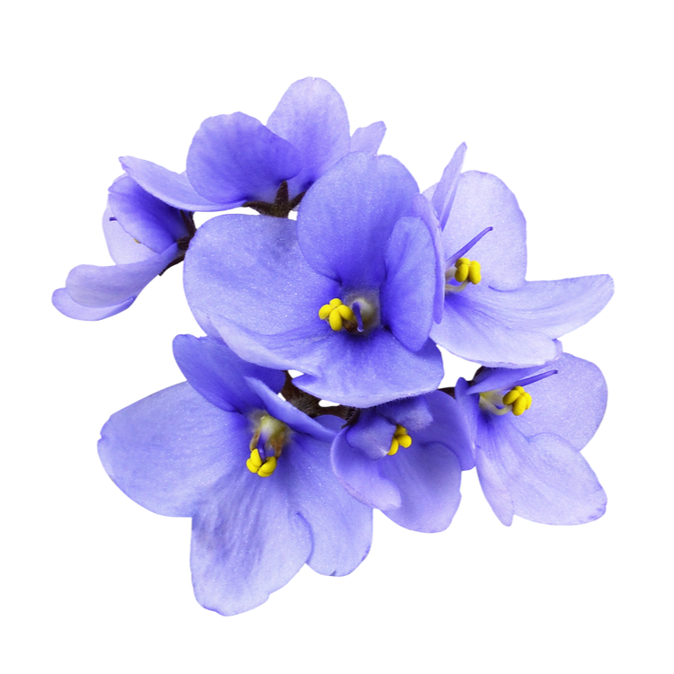 Un bouquet de violettes d'un violet éclatant, au cœur jaune vif, se détachant sur un fond blanc.