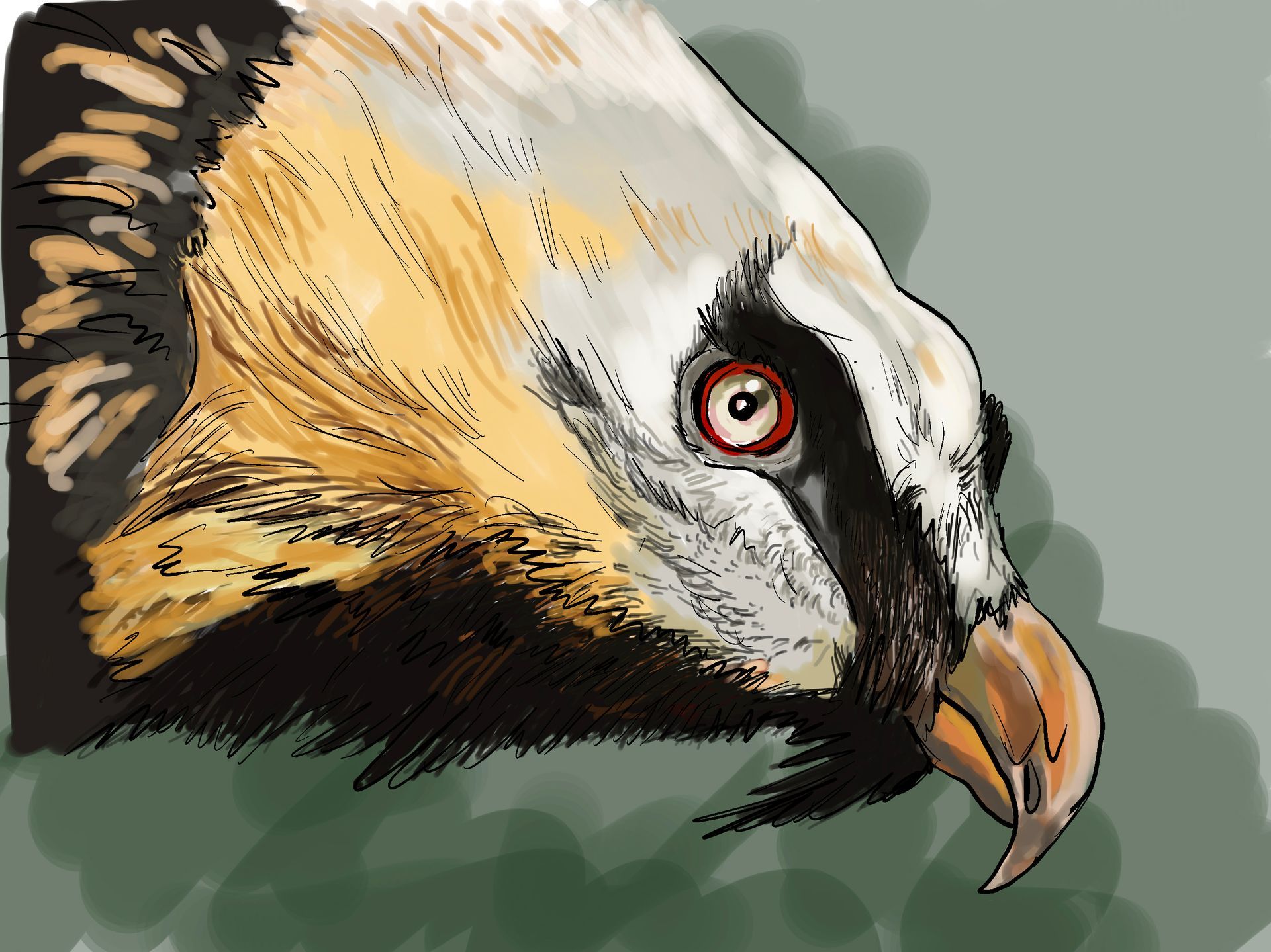 Illustration documentaire pour l'ASTER. par Alice Laverty