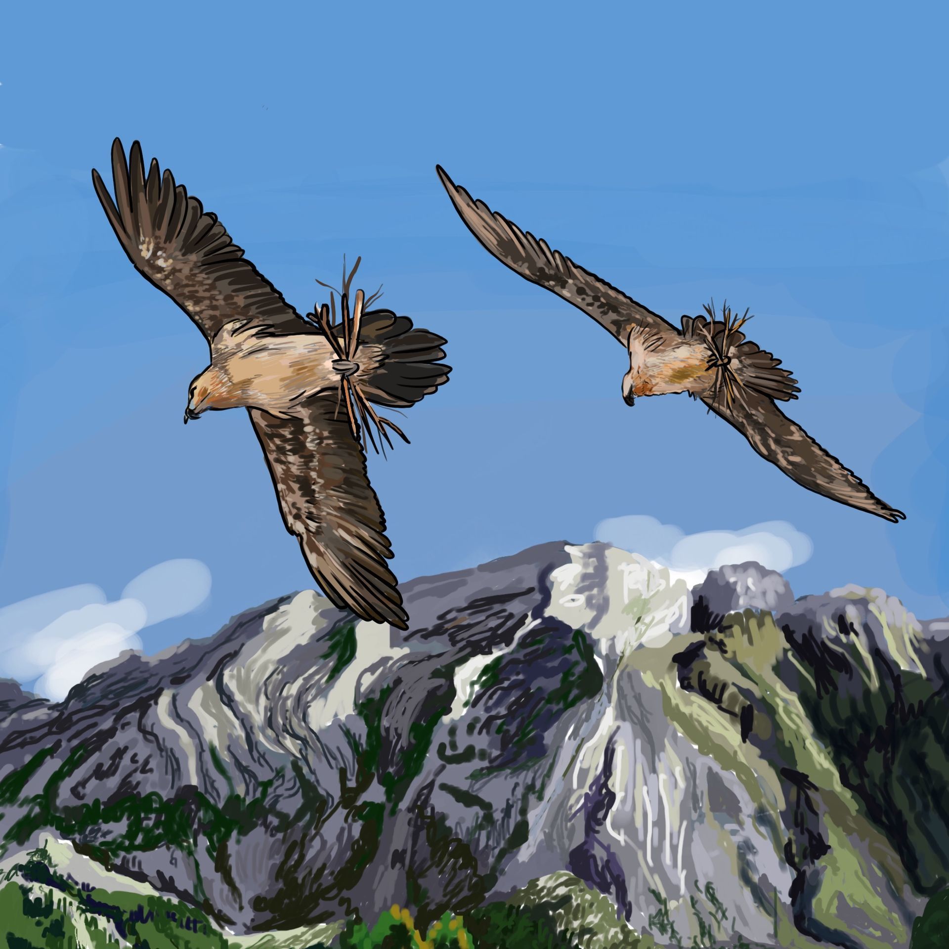 Illustration documentaire pour l'ASTER. par Alice Laverty