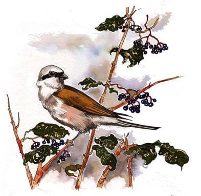 Illustration 