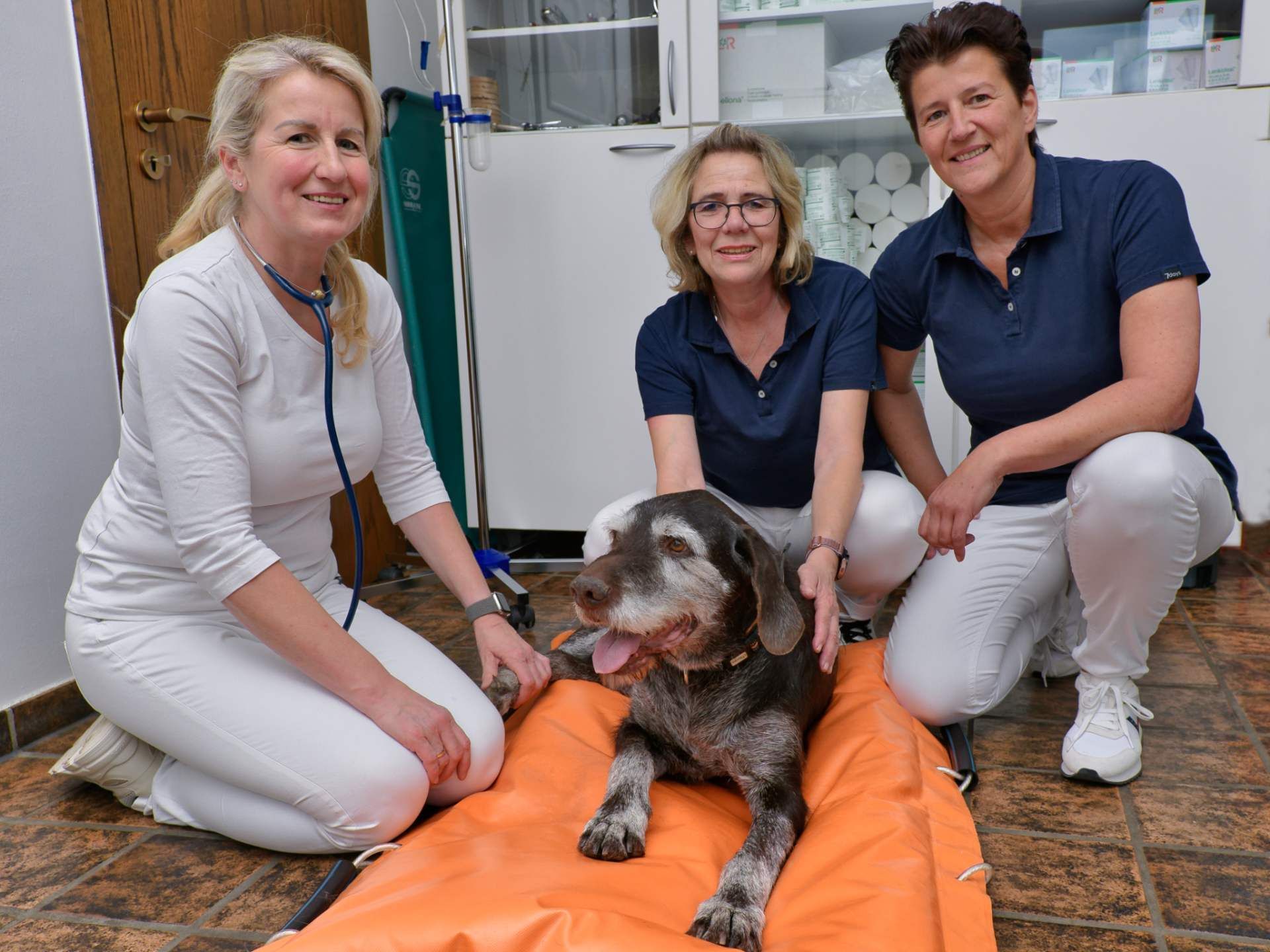 Drei Tierärztinnen mit einem älteren Hund auf einer orangefarbenen Trage in einem Untersuchungsraum, lächelnd.