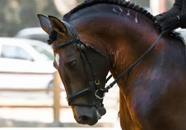 Caballo marrón con crin trenzada y brida, de pie en un entorno exterior borroso.