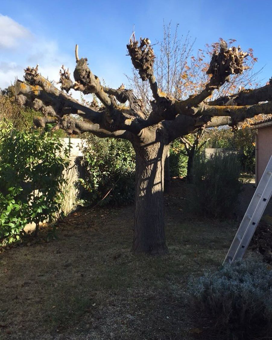 Arbre aux branches taillées, situé dans un jardin ensoleillé avec des haies basses et une échelle.