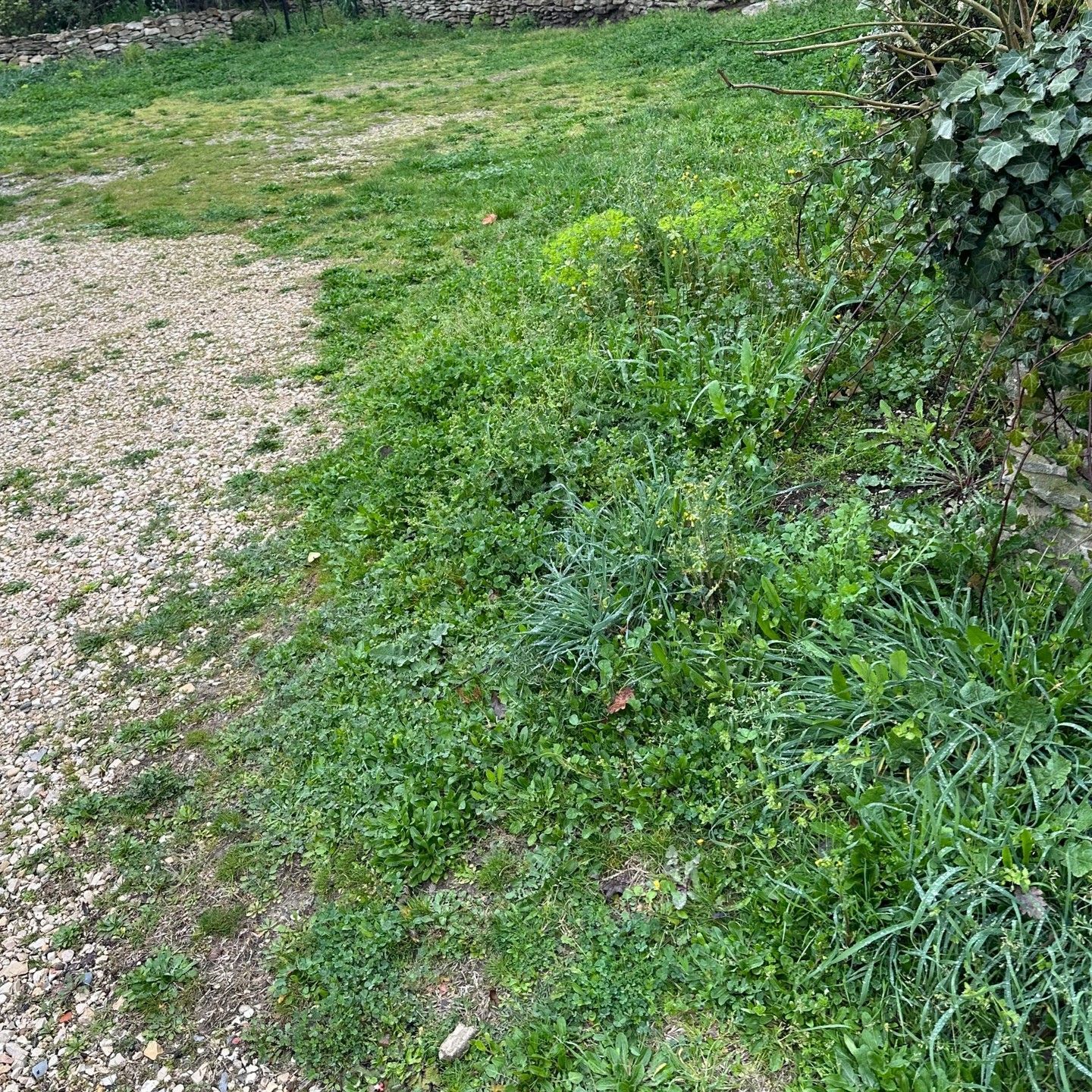 Un chemin de gravier borde une zone en pente recouverte d'herbe et de diverses mauvaises herbes, avec du lierre sur la droite.