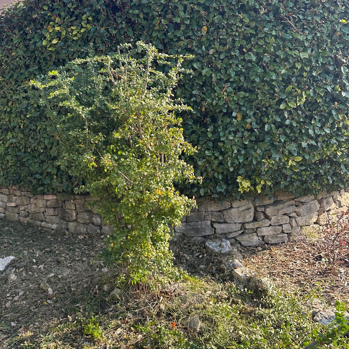 Petit arbuste vert devant un mur de pierre incurvé et une haie verte.