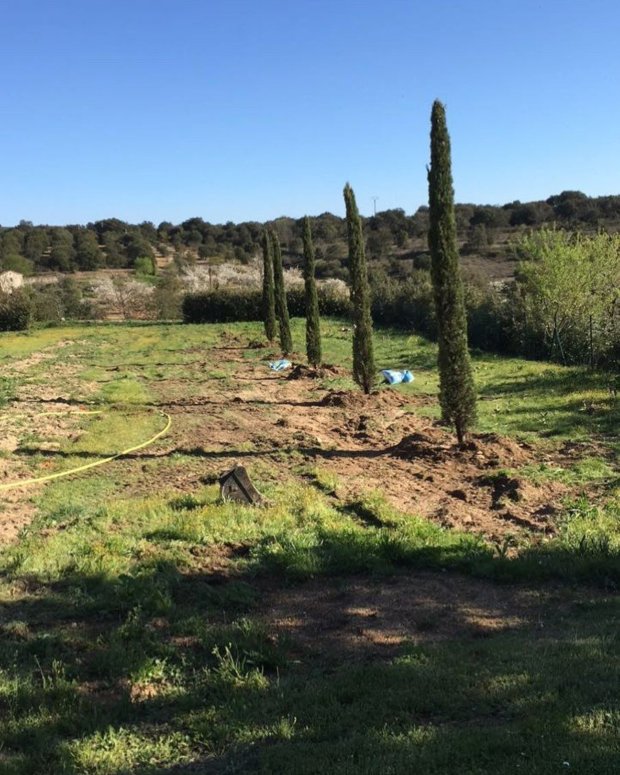 Une rangée de cyprès élancés et verts dans un champ, avec un ciel bleu en arrière-plan.