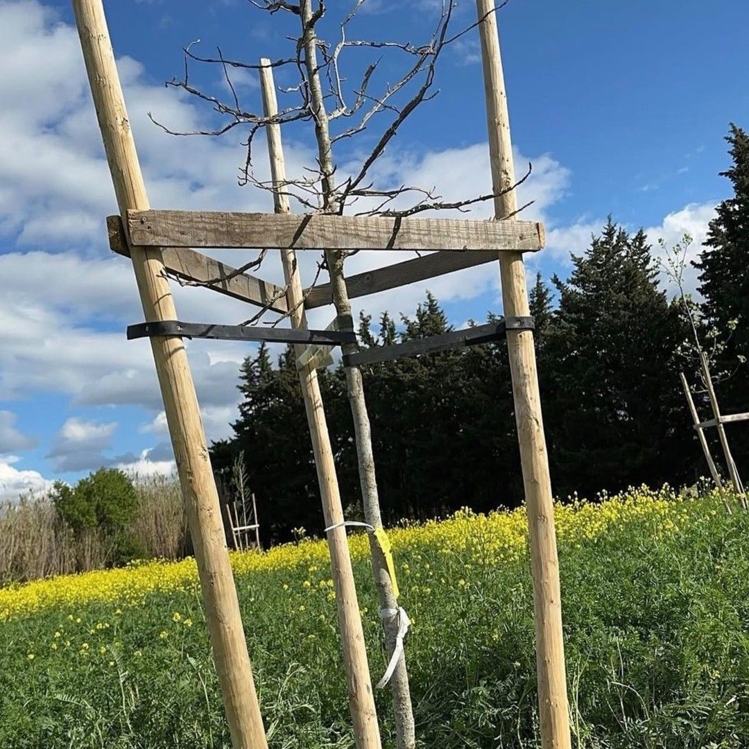 Jeune arbre soutenu par des tuteurs en bois dans un champ de fleurs jaunes sous un ciel bleu.