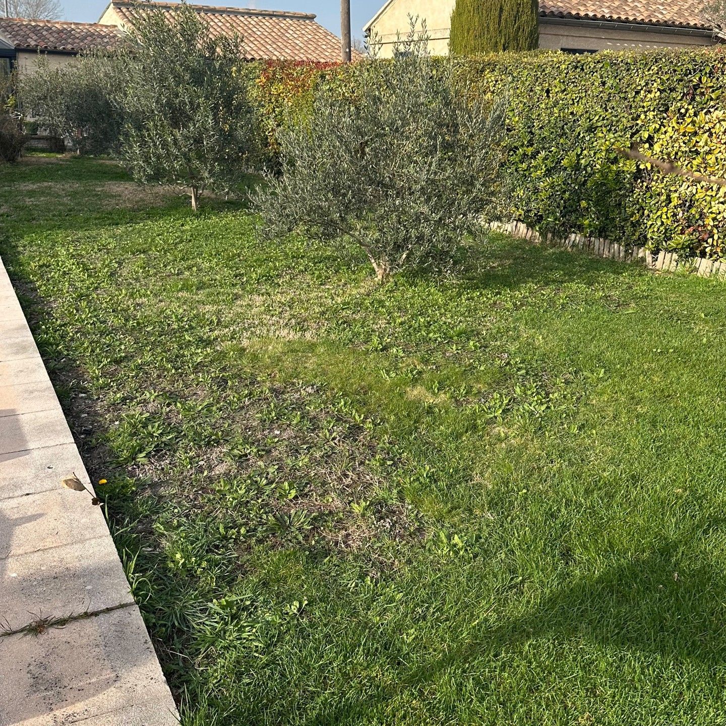 Pelouse avec oliviers, herbe verte et haie dans un jardin ensoleillé.
