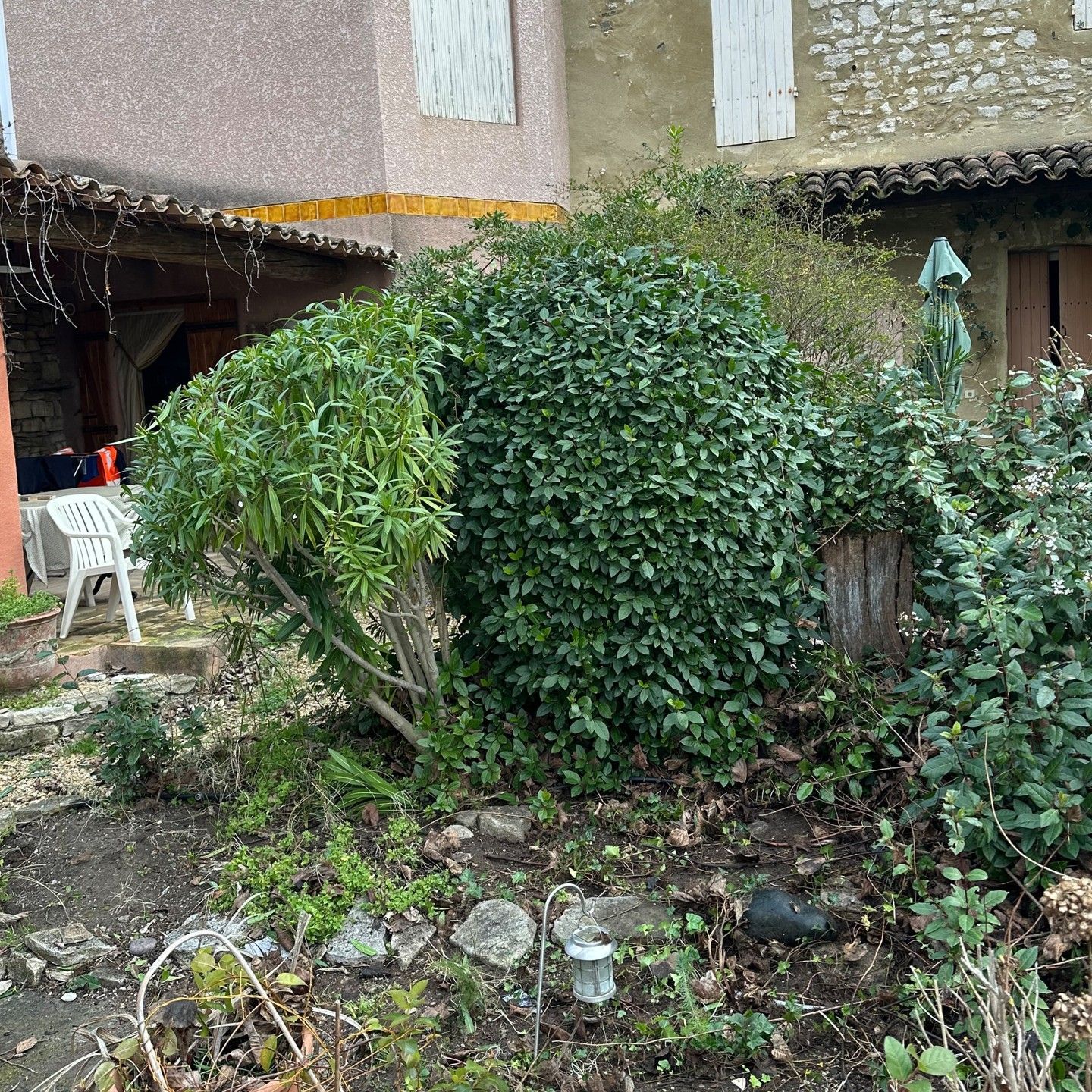 Des arbustes et des plantes vertes dans un jardin jouxtant un bâtiment avec des fenêtres.