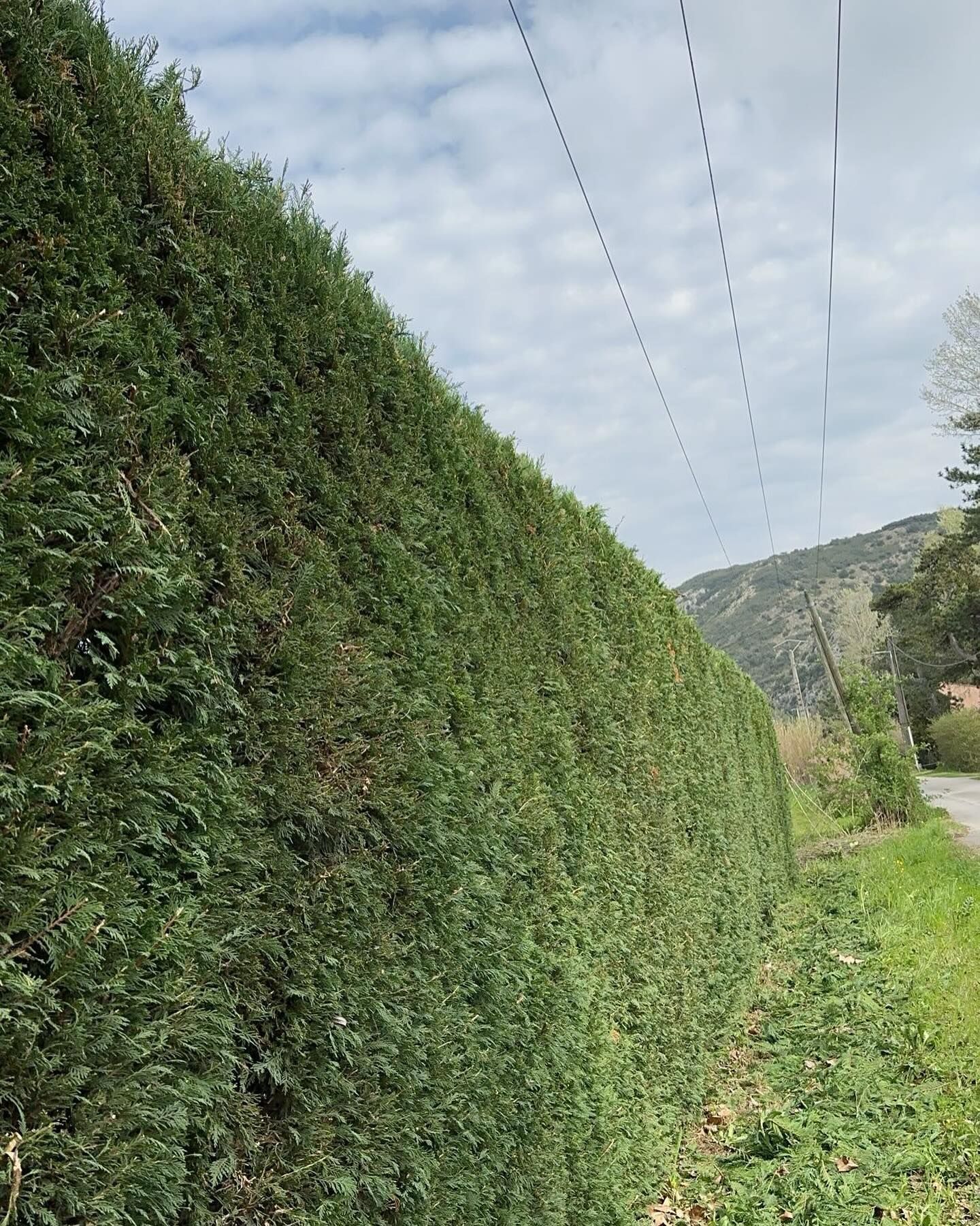 Une haute haie verte borde une route, des lignes électriques passent au-dessus et une montagne se dessine au loin sous un ciel nuageux.