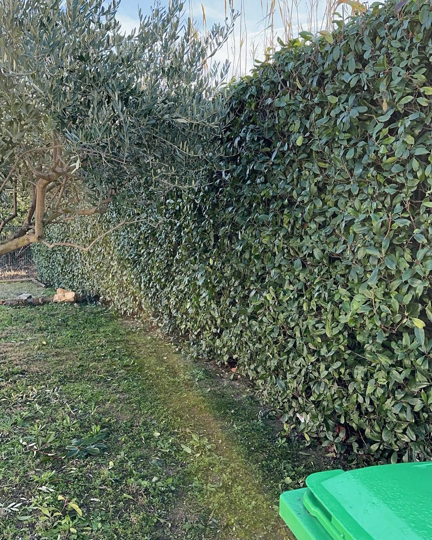 Une haie verte borde un olivier et un terrain herbeux. Une poubelle verte est visible dans le coin inférieur droit.