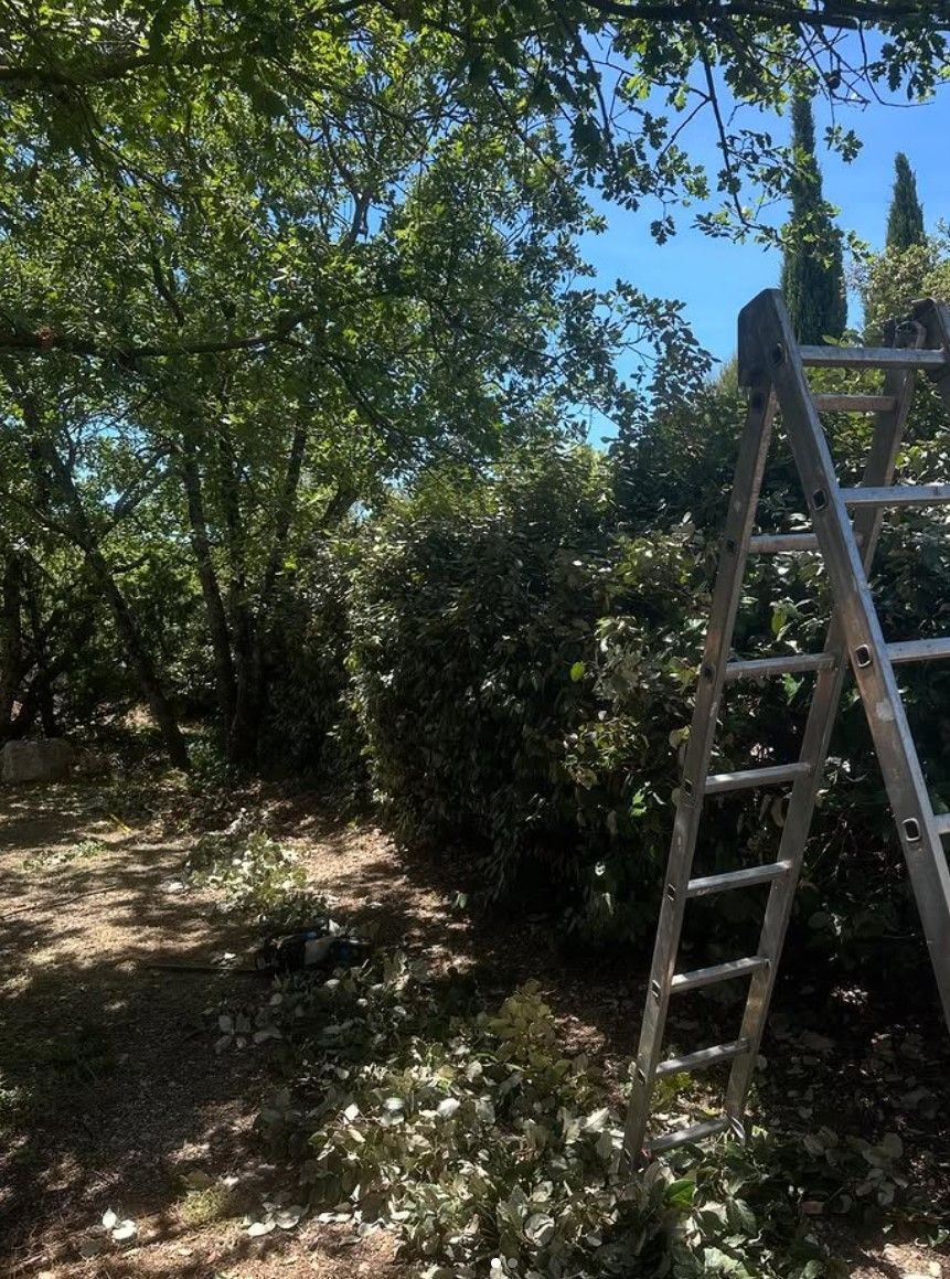 Une échelle appuyée contre un buisson vert et dense dans une cour, des arbres feuillus et un ciel bleu clair.