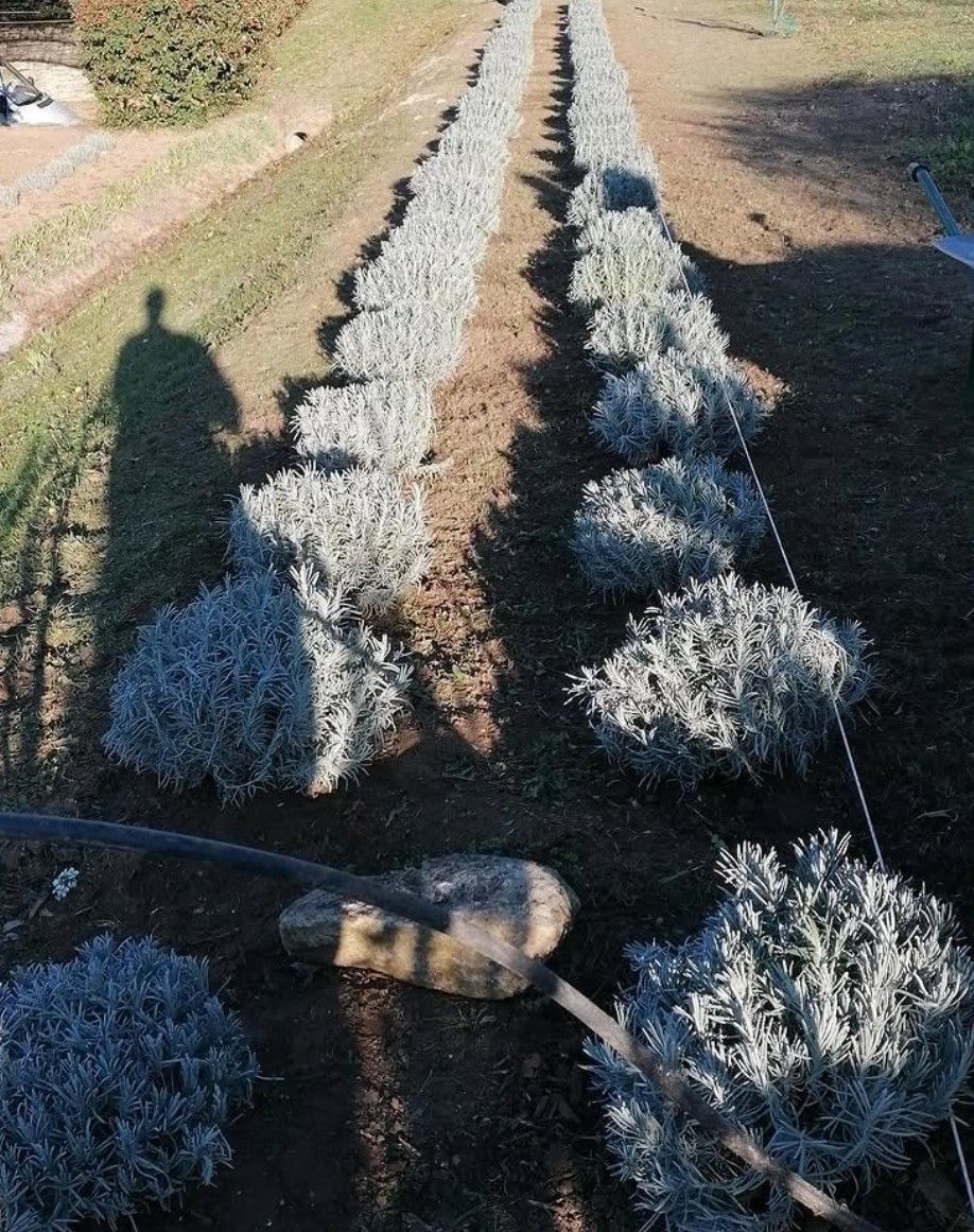 Des rangées de plantes grises dans un parterre traversé par des lignes d'irrigation. Le soleil projette une ombre.