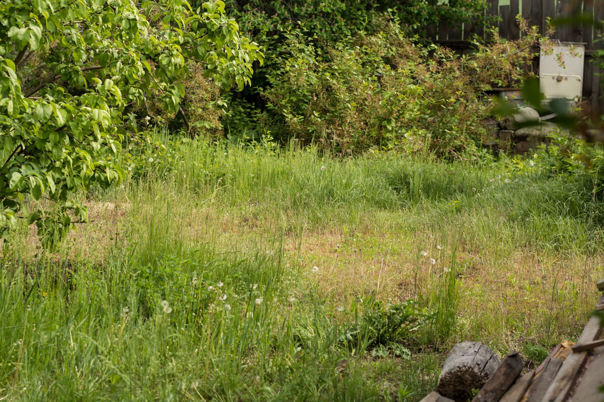 Cour arrière herbeuse envahie par la végétation, avec des buissons et des arbres verts.