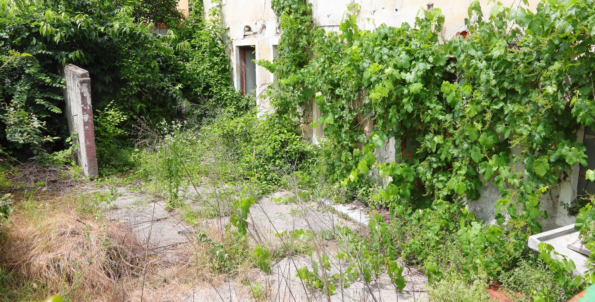 Une végétation envahissante recouvre un bâtiment délabré.