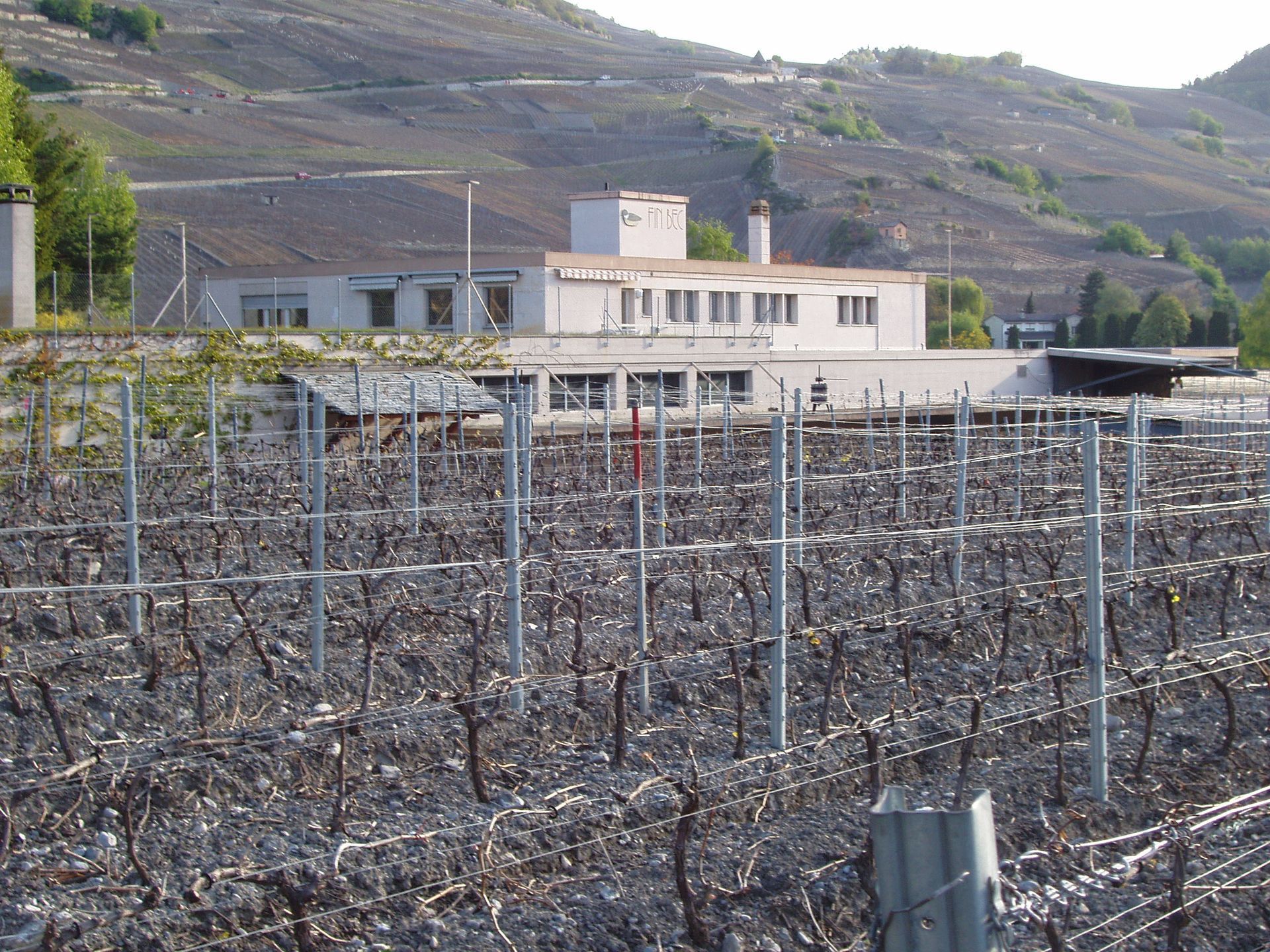 Un vignoble avec un bâtiment en arrière-plan