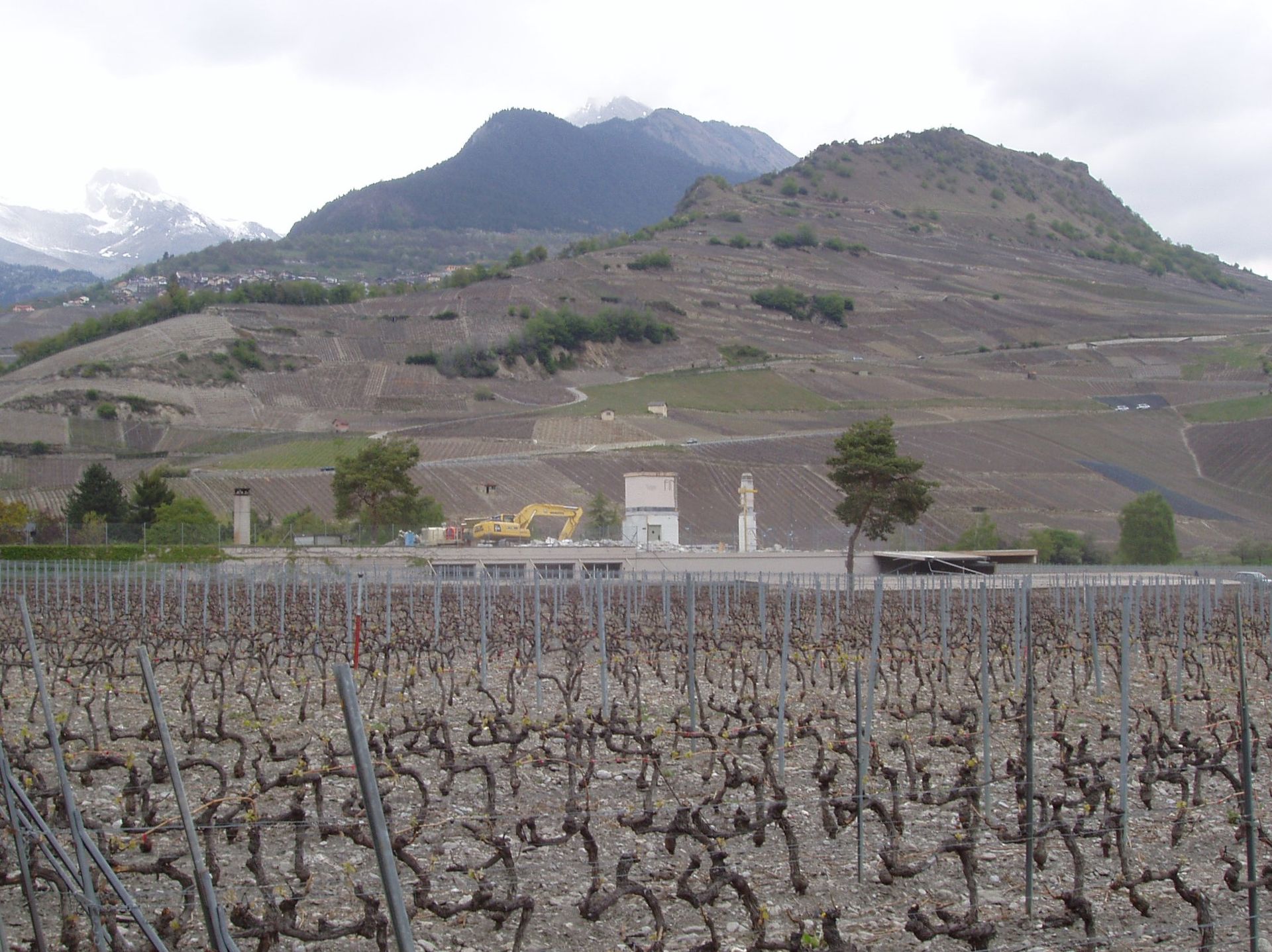 Un champ de vignes avec des montagnes en arrière-plan