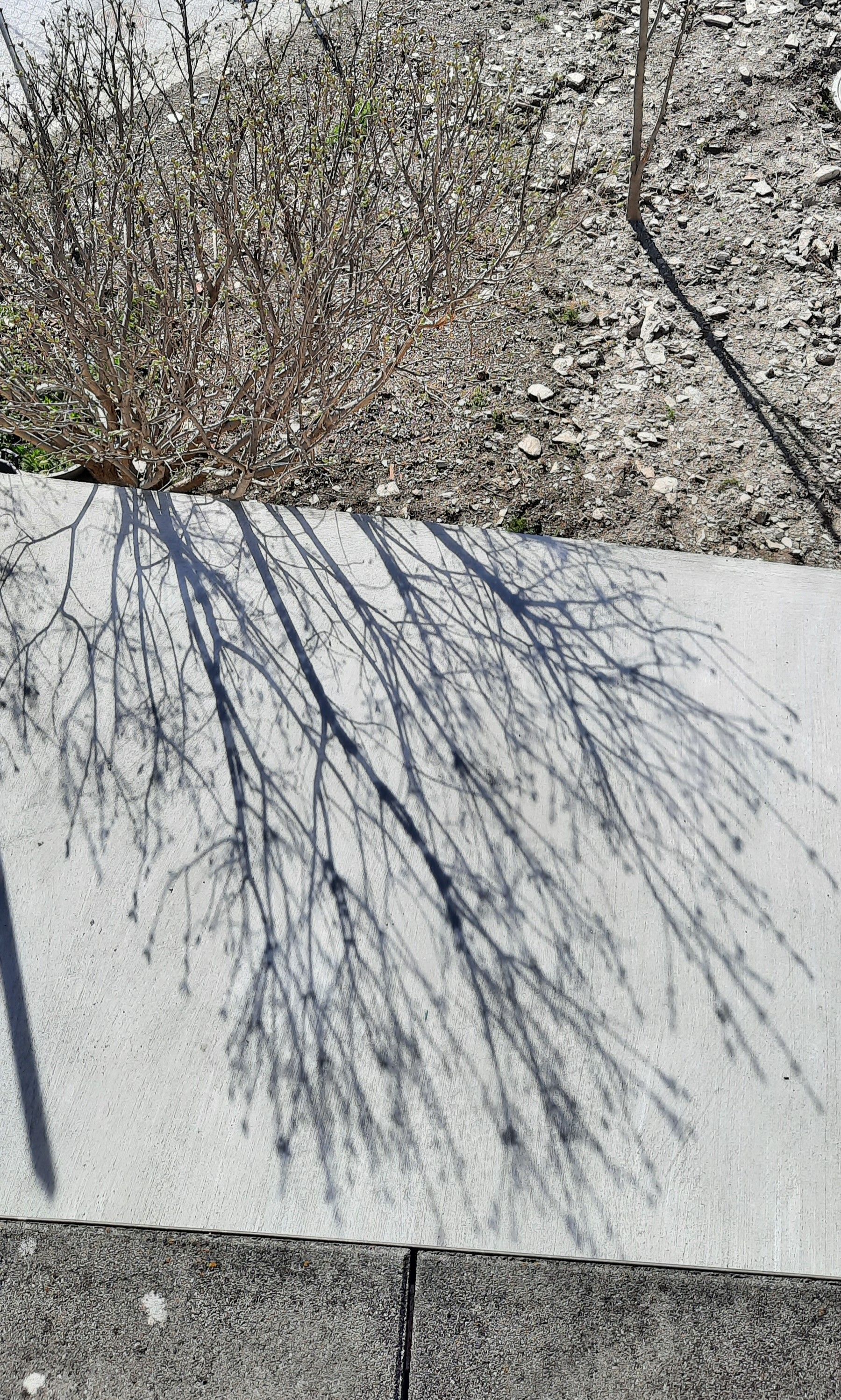 L'ombre d'un arbre se projette sur le trottoir.