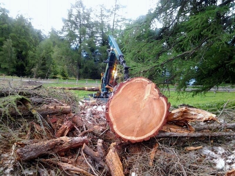Abattage et débardage