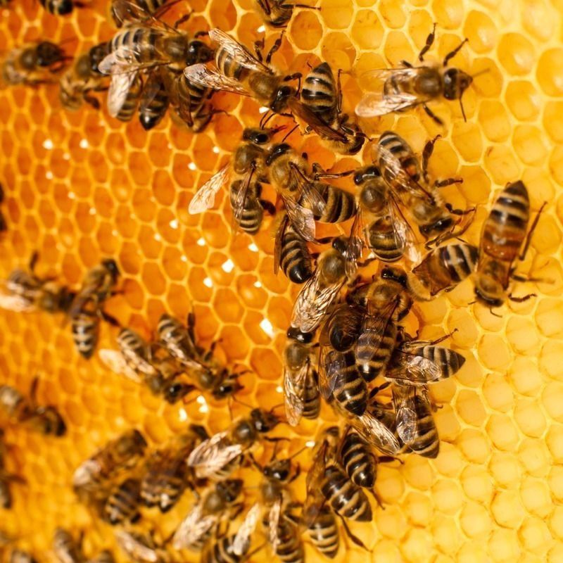 Un primer plano de abejas en un panal.
