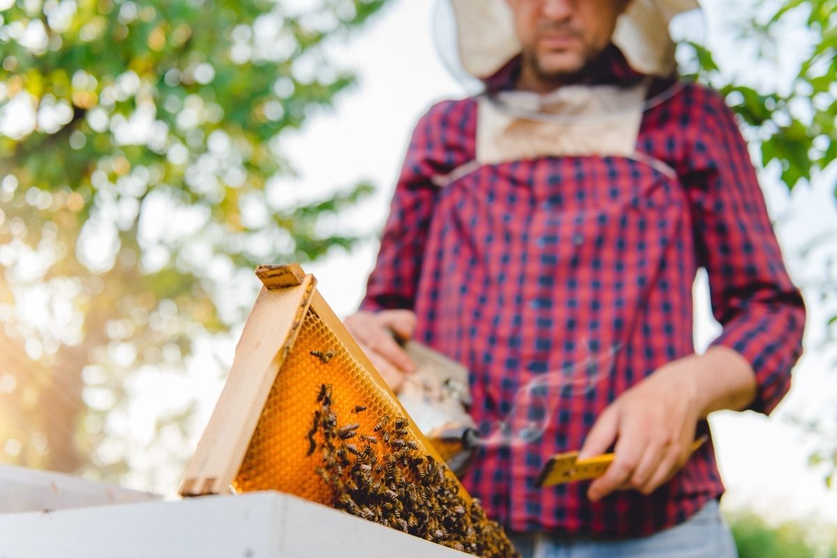 Un apicultor está mirando un panal con abejas.