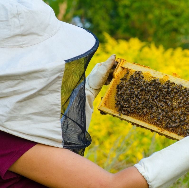 Un apicultor con sombrero y guantes sostiene un panal lleno de abejas.