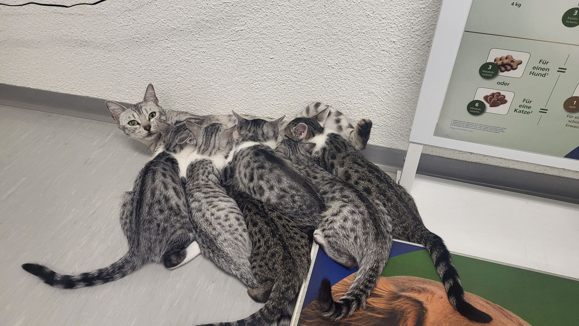 Kleintierpraxis Buchholz GmbH