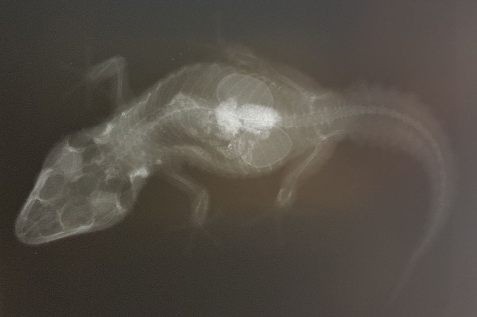 Kleintierpraxis Buchholz GmbH