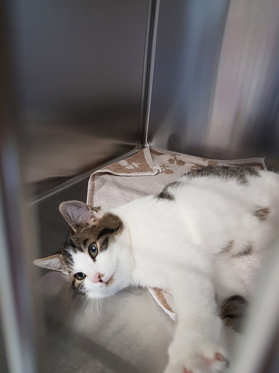 Kleintierpraxis Buchholz GmbH