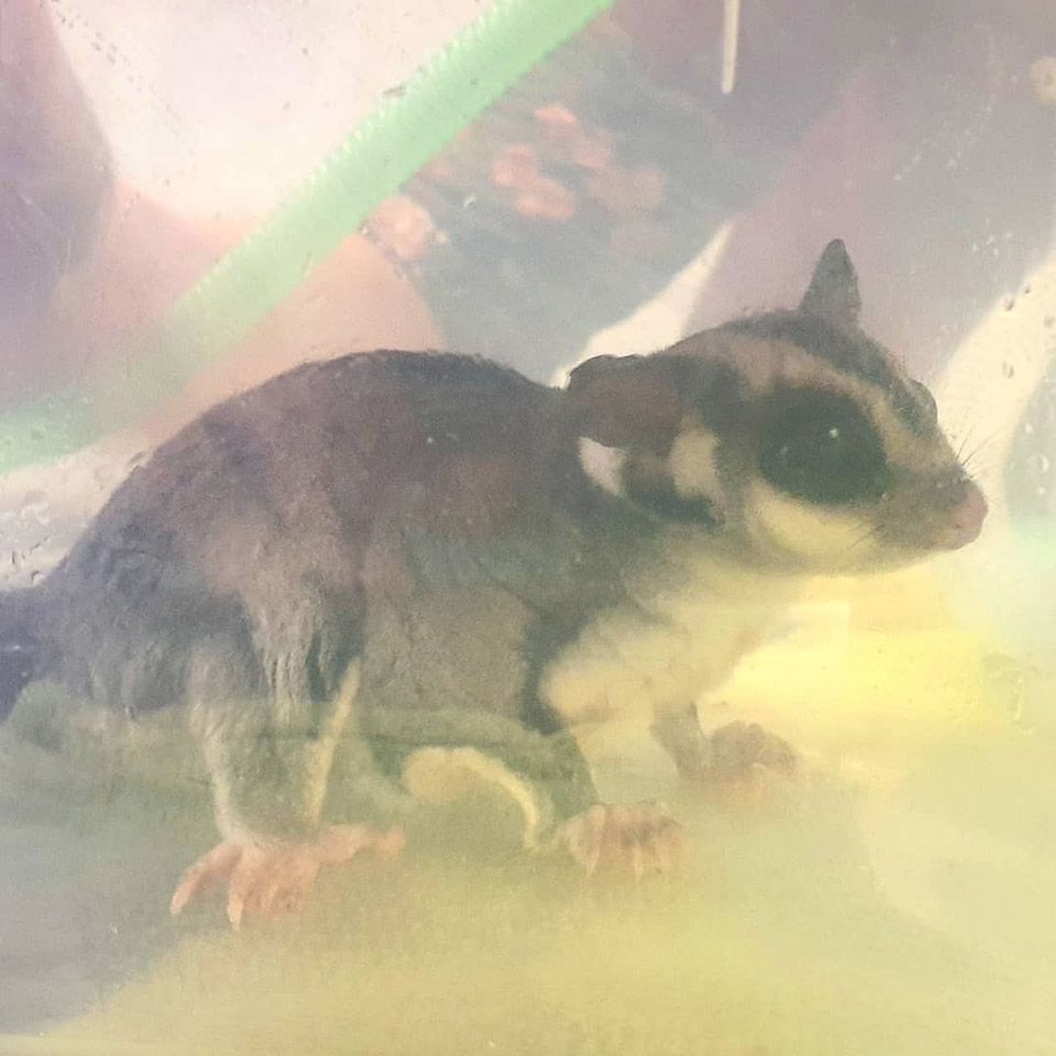 Kleintierpraxis Buchholz GmbH