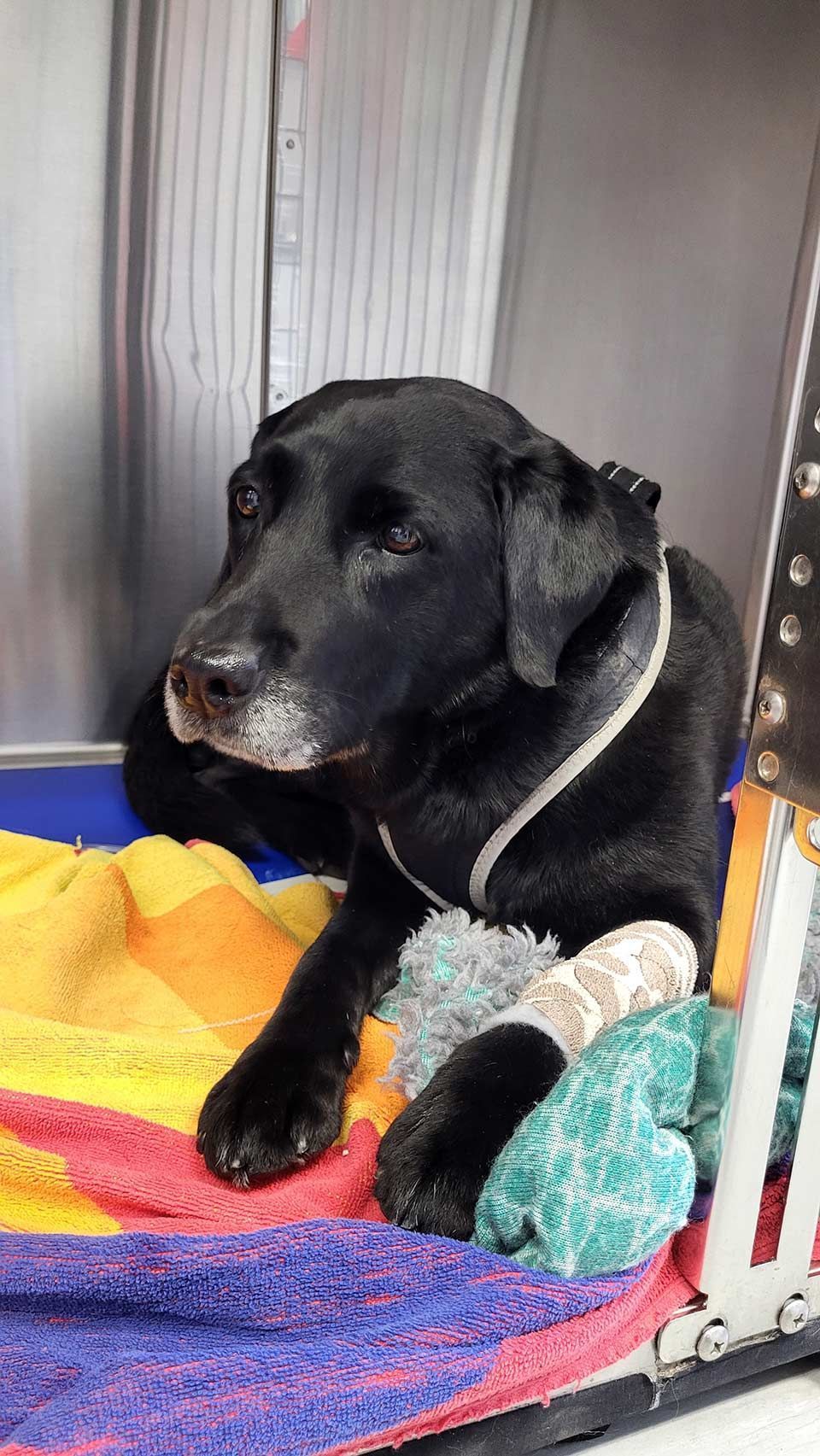 Kleintierpraxis Buchholz GmbH