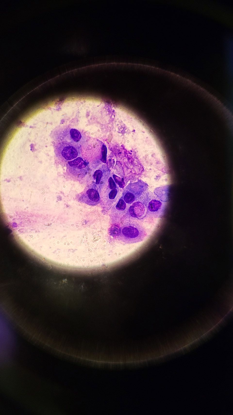 Kleintierpraxis Buchholz GmbH