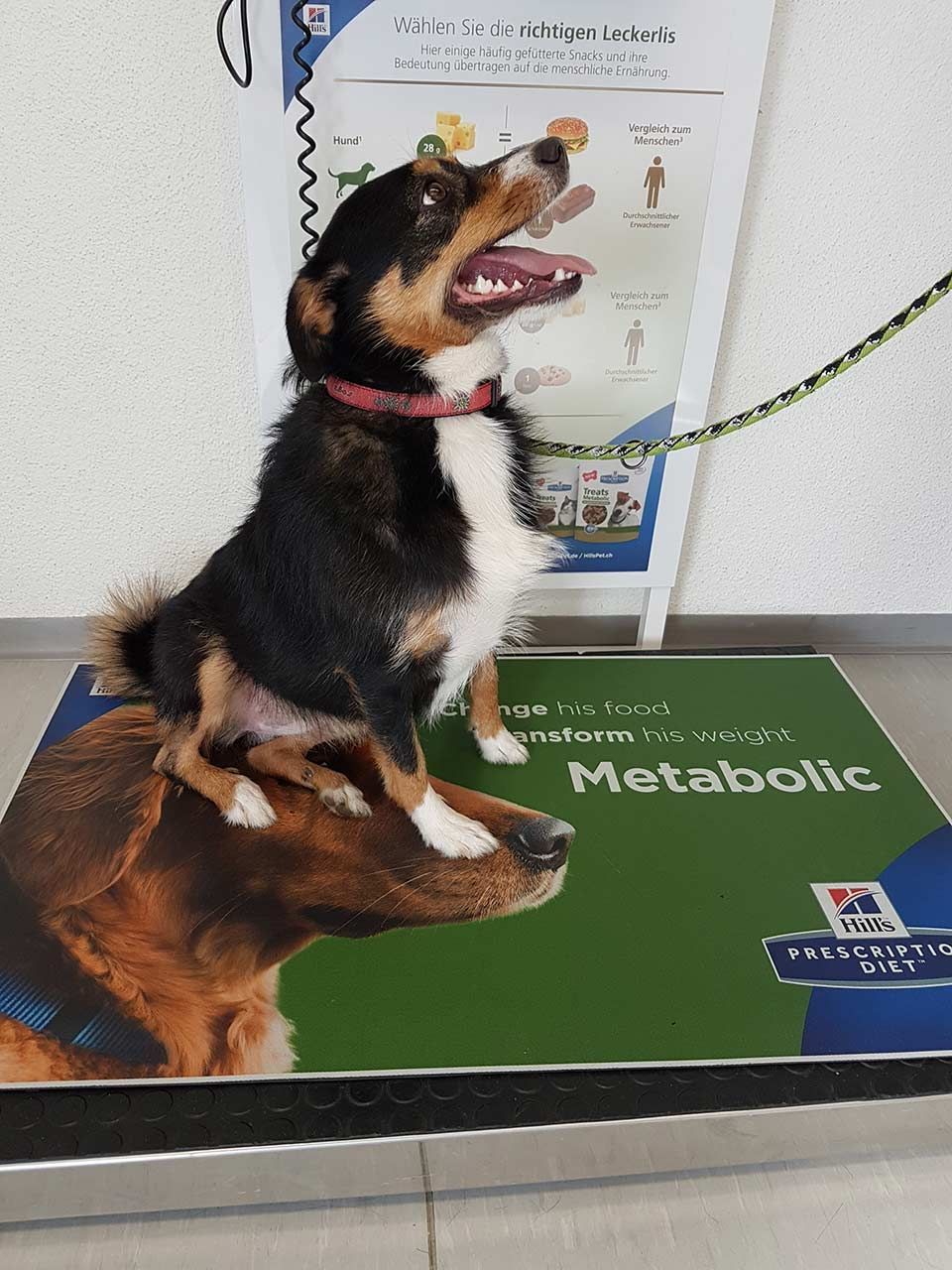 Kleintierpraxis Buchholz GmbH