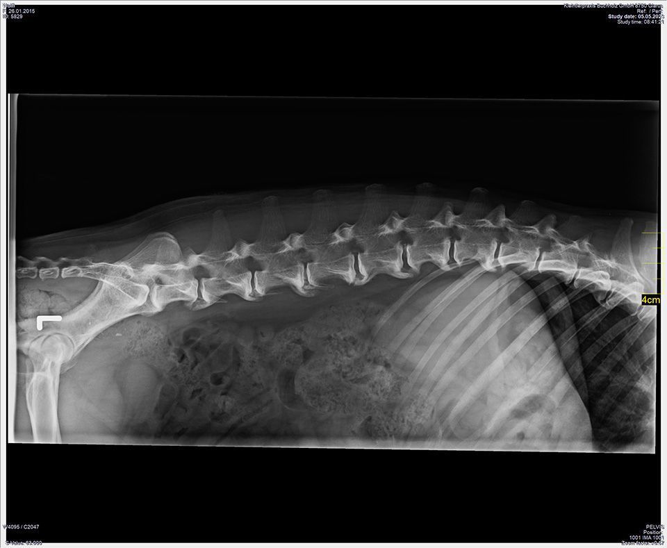 Kleintierpraxis Buchholz GmbH