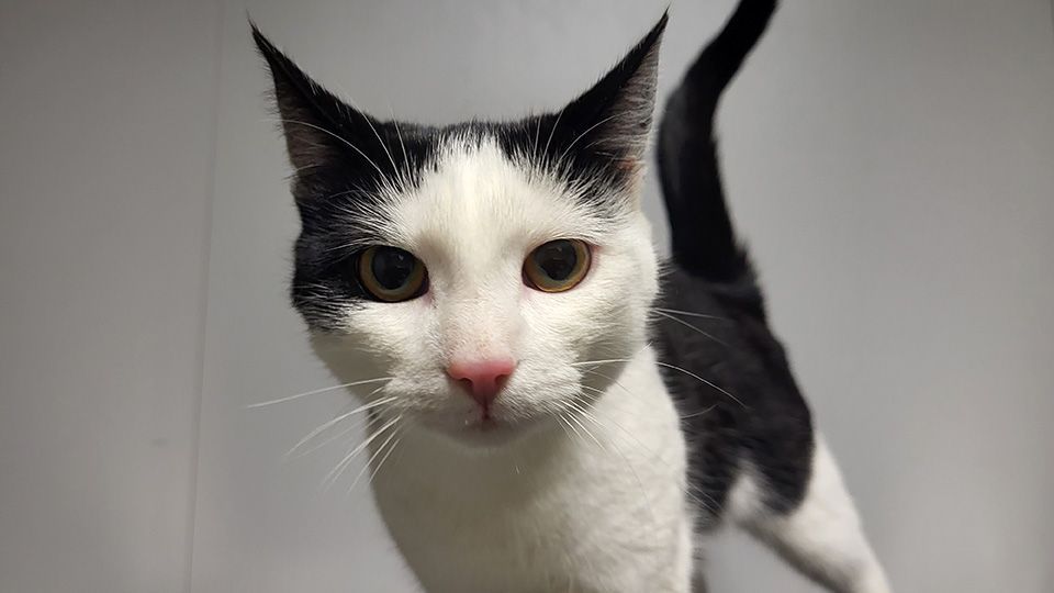 Kleintierpraxis Buchholz GmbH