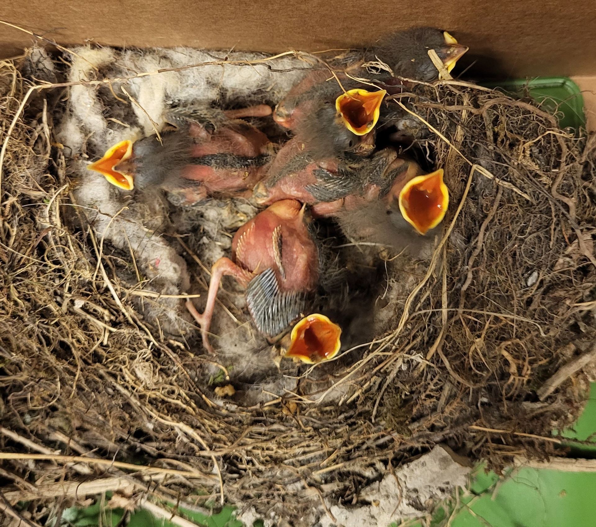 Kleintierpraxis Buchholz GmbH