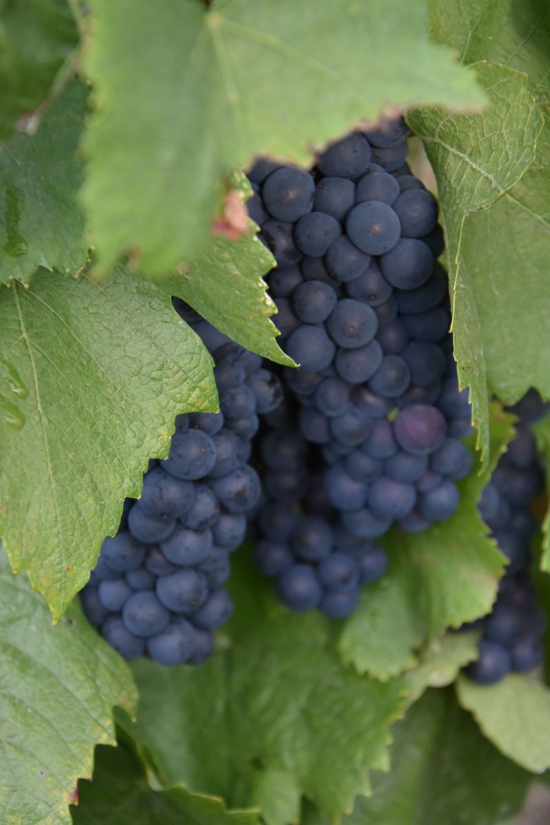 Nos pinots noirs