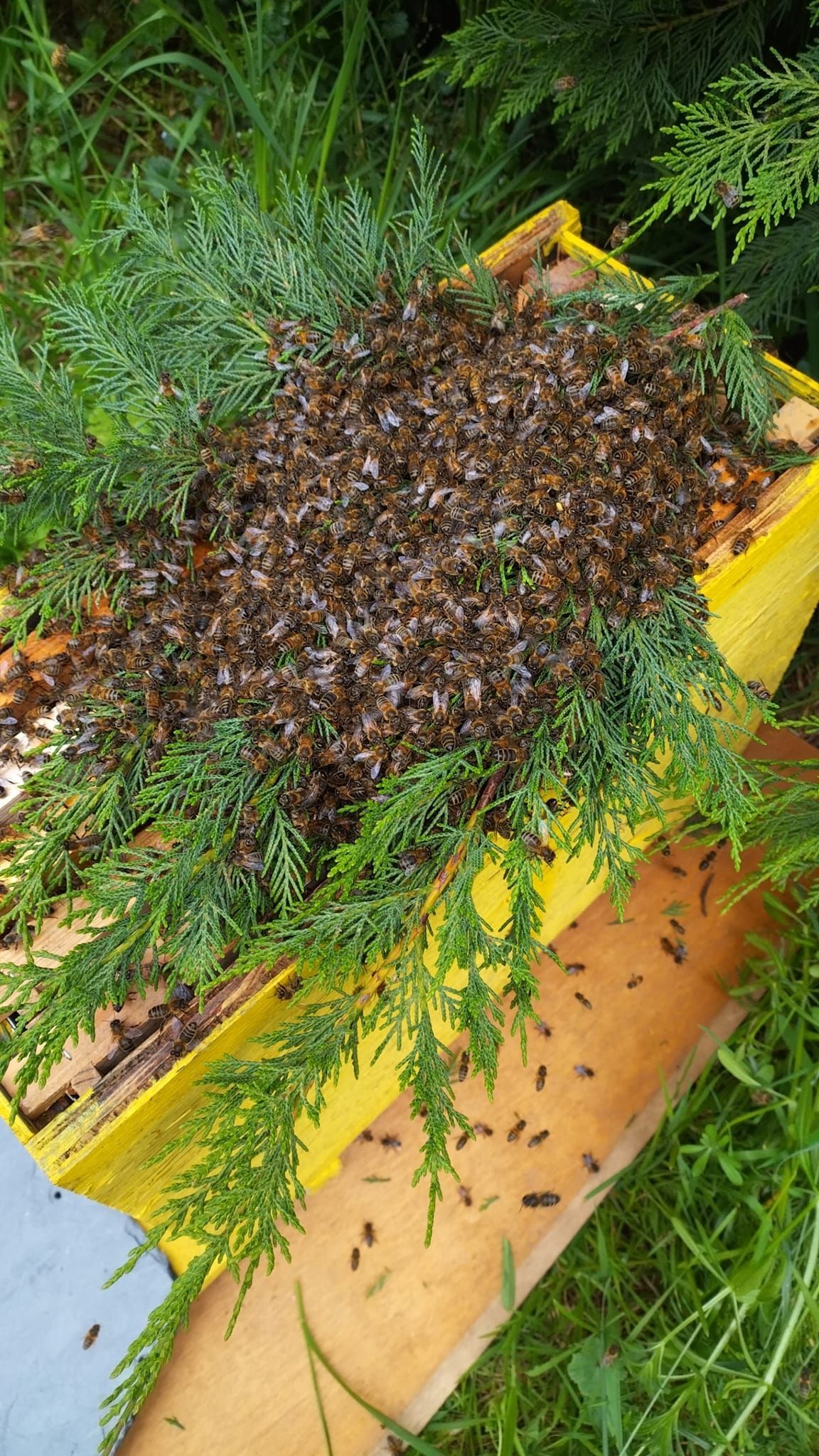 Des guêpes agglutinées.
