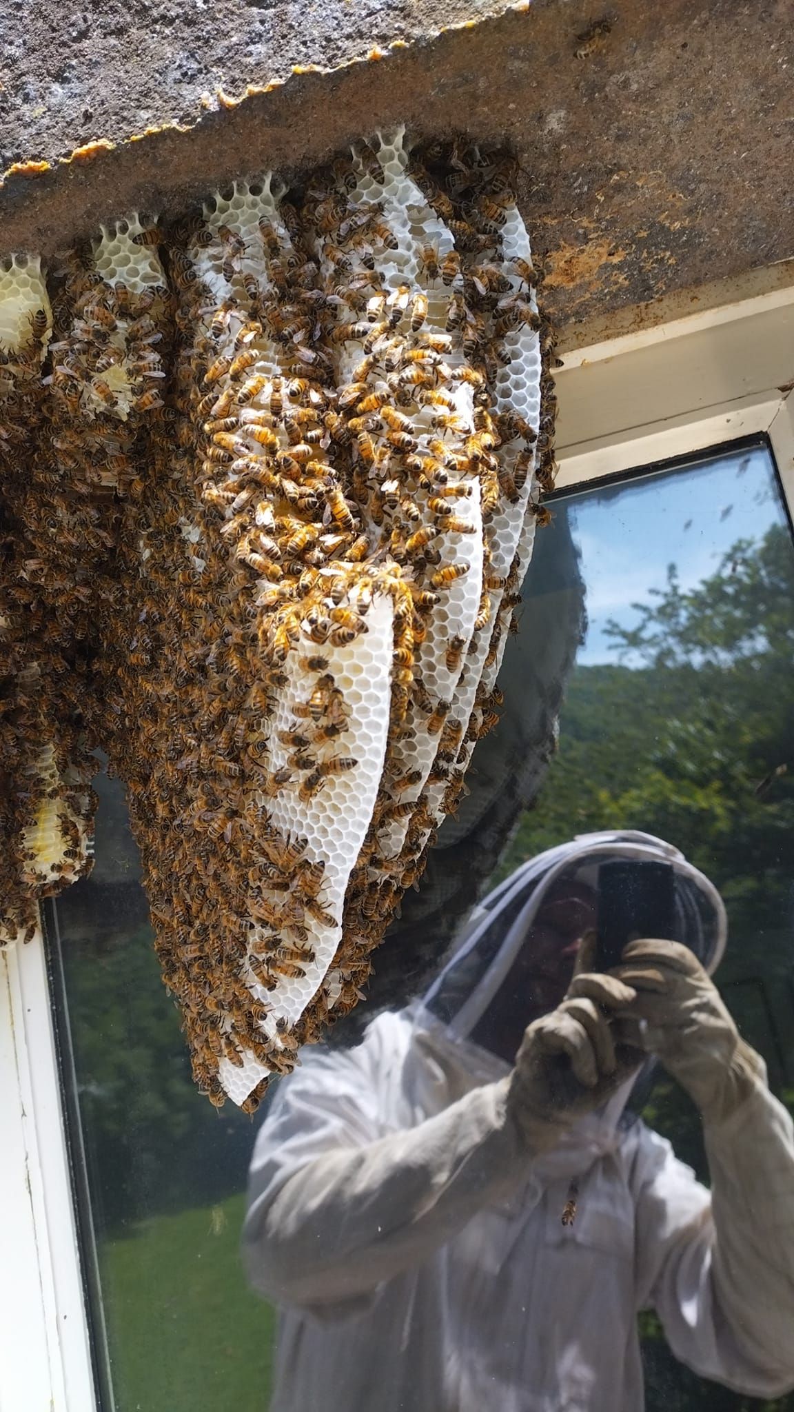 Des abeilles en meute.