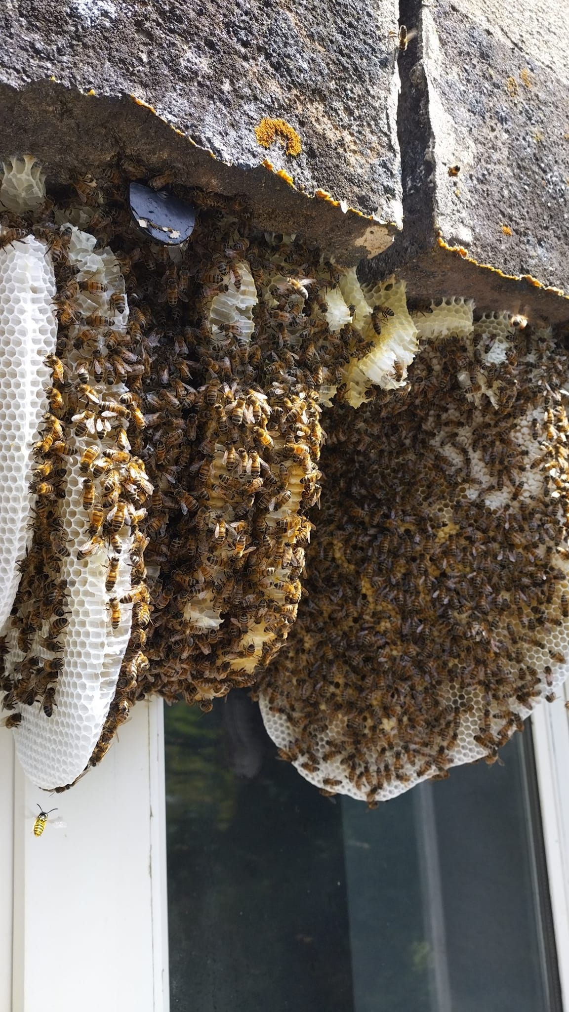 Des milliers d'abeilles.