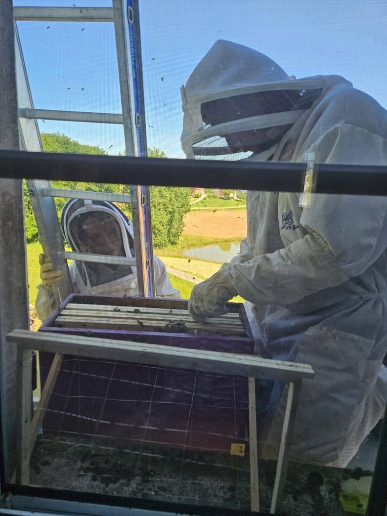 Des personnes en combinaison qui attrapent des abeilles.