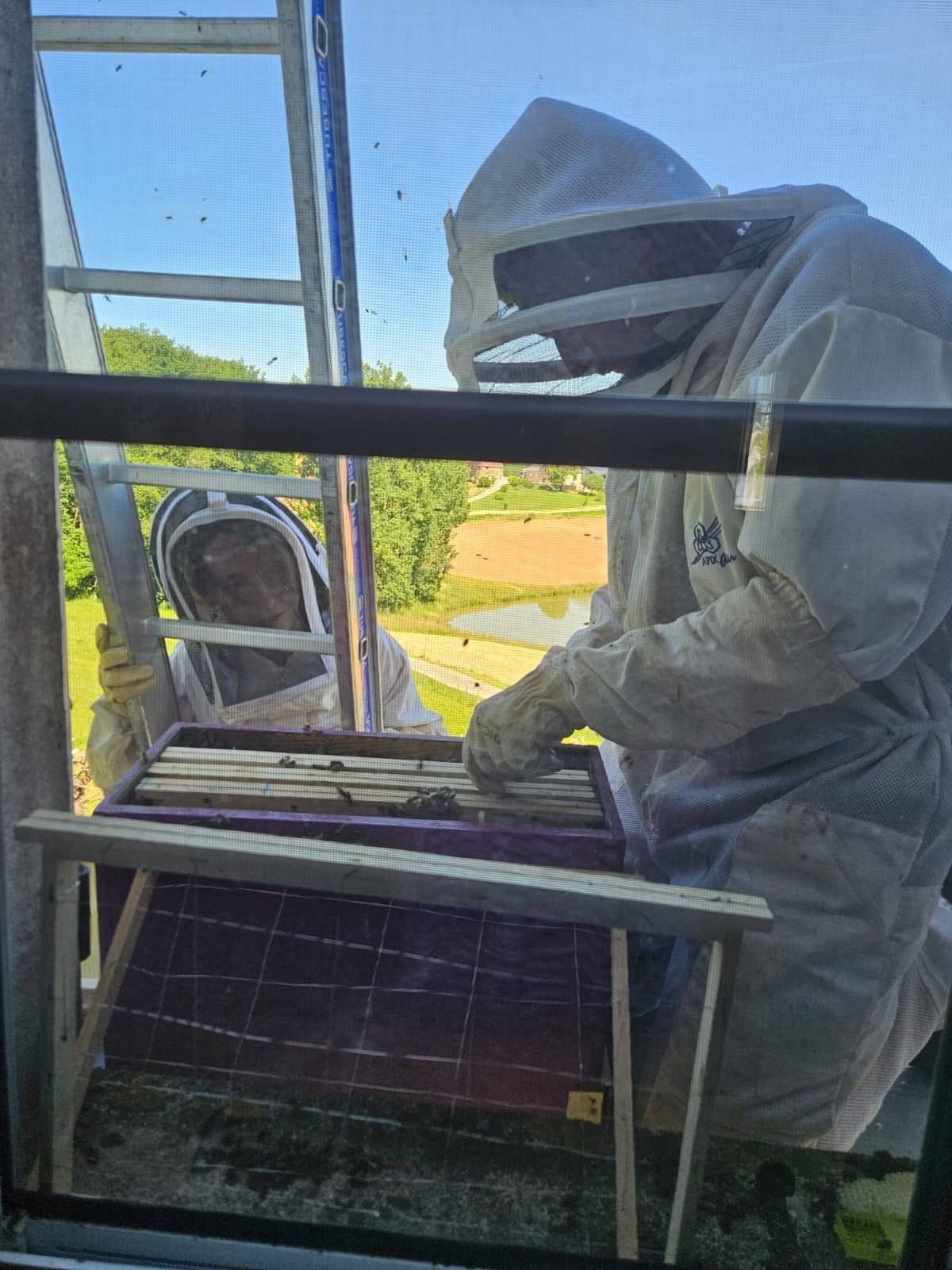 Des personnes récupérant des abeilles.