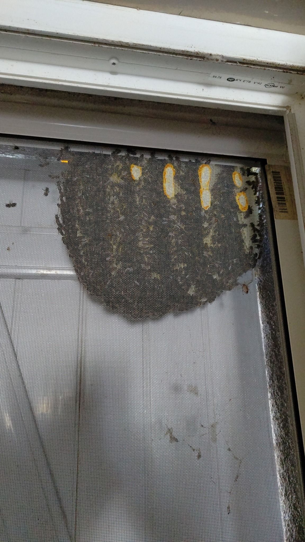 Un essaim d'abeilles.