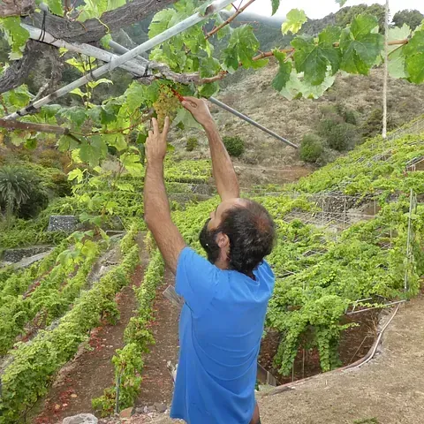 Un hombre con una camisa azul está recogiendo uvas de una vid.