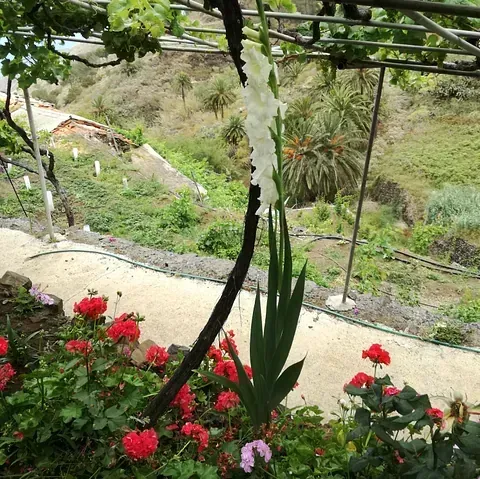 Una flor blanca cuelga de una enredadera en un jardín.