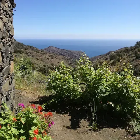 Una vista del océano desde una ladera con flores en primer plano.