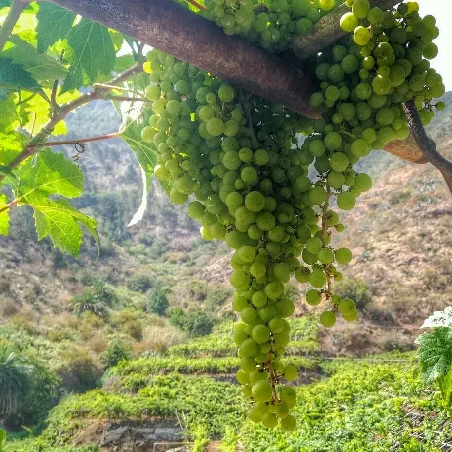 Un racimo de uvas verdes colgando de la rama de un árbol